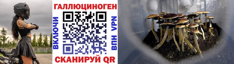 Галлюциногенные грибы Psilocybe  Железногорск-Илимский 